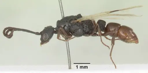 Plectroctena subterranea - SAM-HYM-C008855A