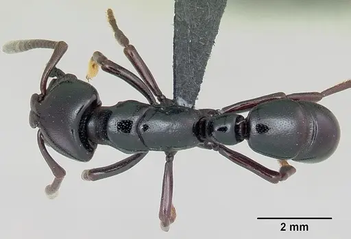 Plectroctena thaui specimen