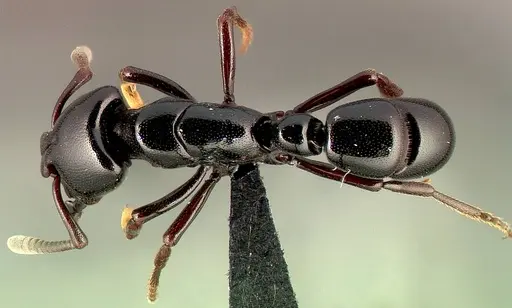 Plectroctena thaui specimen