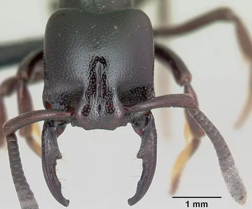 Plectroctena thaui specimen