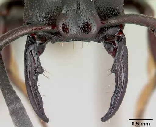 Plectroctena thaui - CASENT0003074