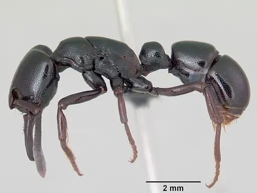 Plectroctena thaui - CASENT0003074