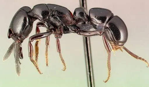 Plectroctena thaui - CASENT0003074