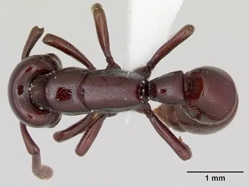 Plectroctena ugandensis specimen