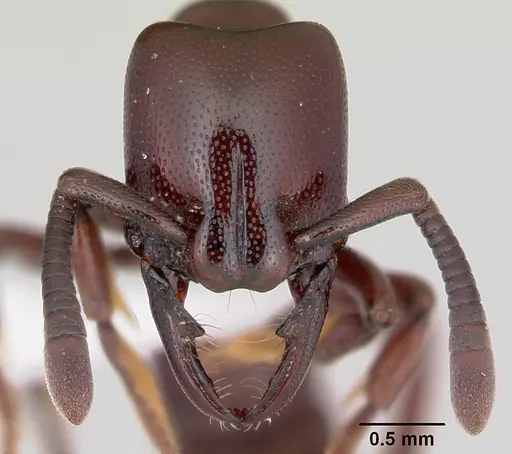 Plectroctena ugandensis specimen