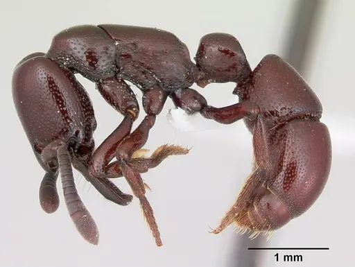 Plectroctena ugandensis specimen