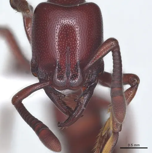 Plectroctena ugandensis - CASENT0003064