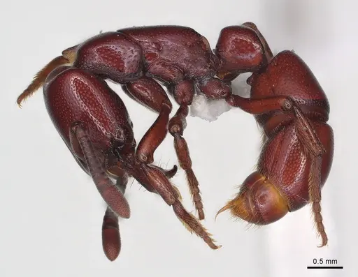 Plectroctena ugandensis - CASENT0003064