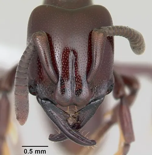 Plectroctena ugandensis - CASENT0003114