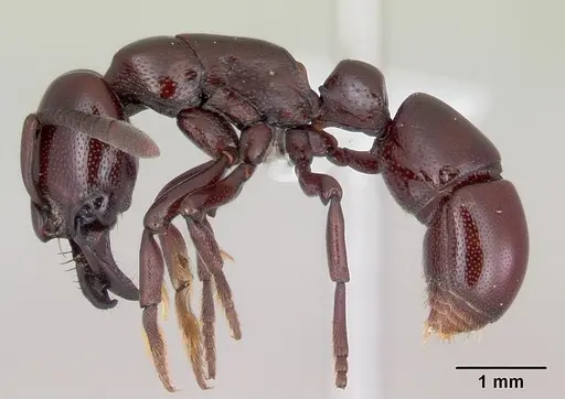 Plectroctena ugandensis - CASENT0003114