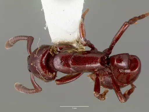 Plectroctena ugandensis - CASENT0006681