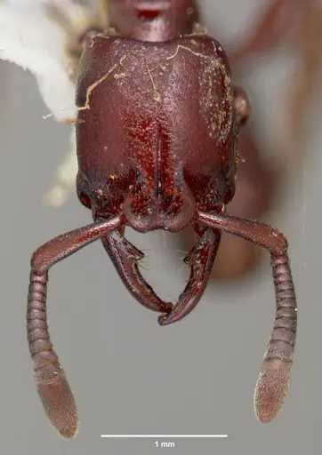 Plectroctena ugandensis - CASENT0006681