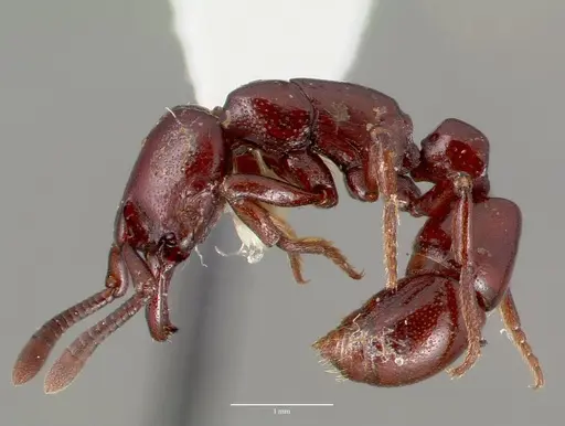 Plectroctena ugandensis - CASENT0006681