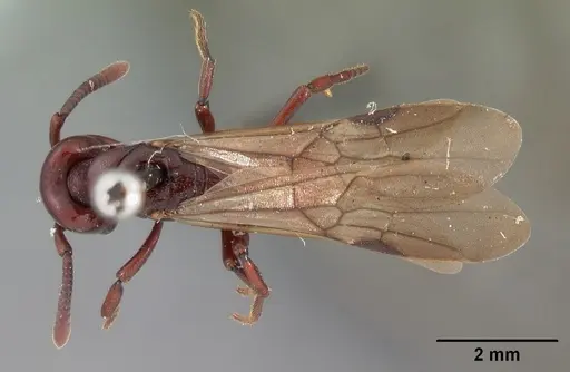 Plectroctena ugandensis - CASENT0102133