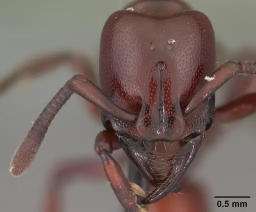 Plectroctena ugandensis - CASENT0102133