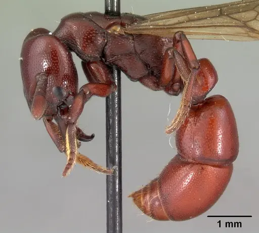 Plectroctena ugandensis - CASENT0102133