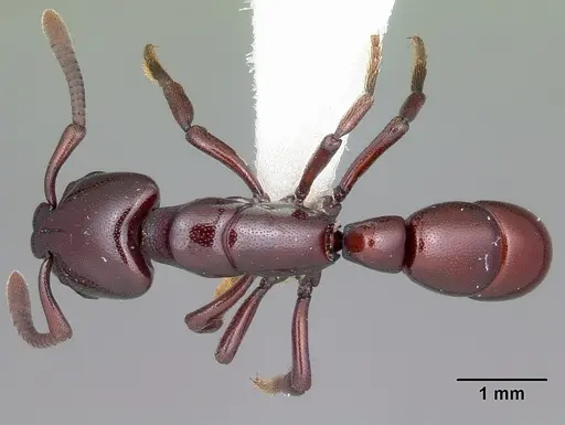 Plectroctena ugandensis - CASENT0102981