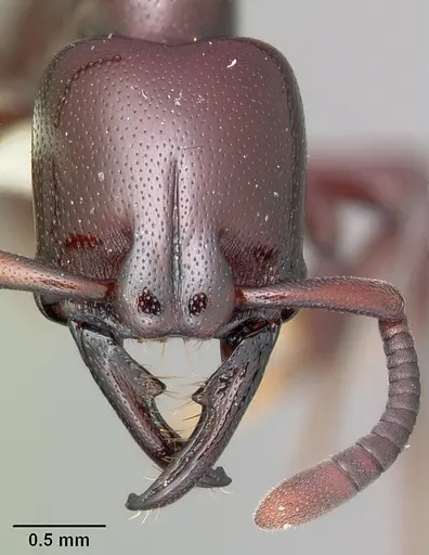 Plectroctena ugandensis - CASENT0102981