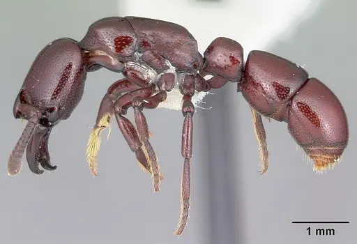 Plectroctena ugandensis - CASENT0102981