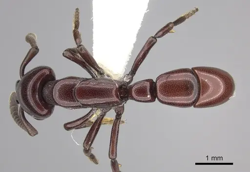 Plectroctena ugandensis - CASENT0249219