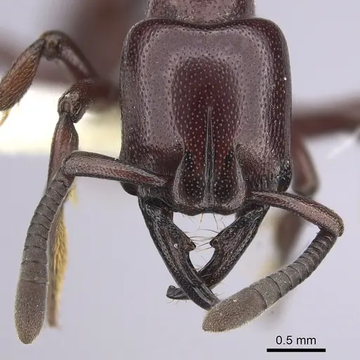 Plectroctena ugandensis - CASENT0249219