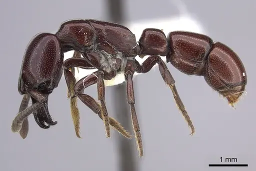 Plectroctena ugandensis - CASENT0249219