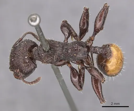 Podomyrma abdominalis specimen
