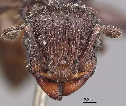 Podomyrma abdominalis specimen