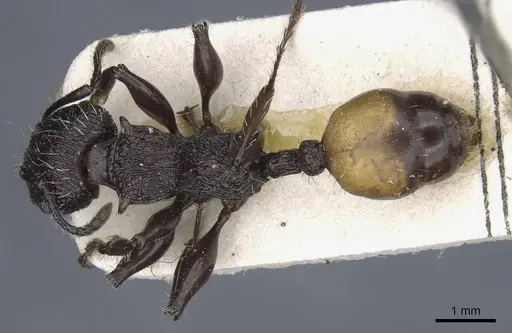 Podomyrma abdominalis - CASENT0905750