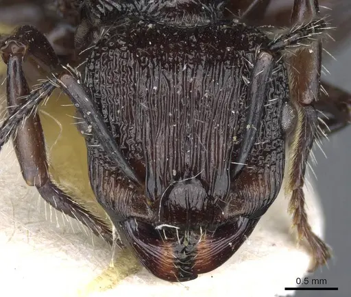 Podomyrma abdominalis - CASENT0905750