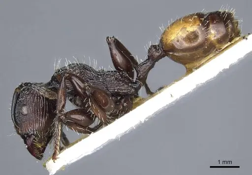 Podomyrma abdominalis - CASENT0905750