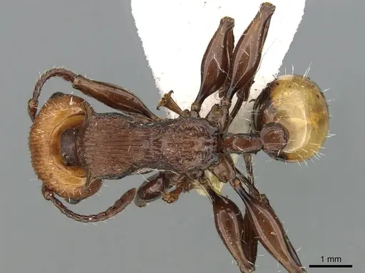 Podomyrma abdominalis - CASENT0906188