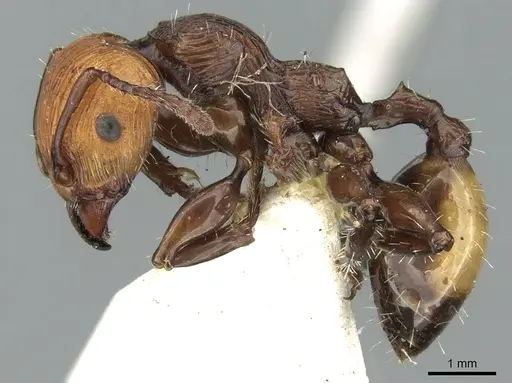 Podomyrma abdominalis - CASENT0906188