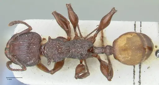 Podomyrma abdominalis - FOCOL1999