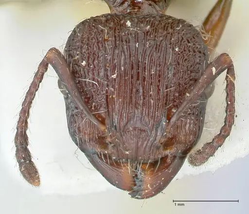 Podomyrma abdominalis - FOCOL1999