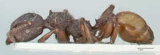 Podomyrma abdominalis - FOCOL1999