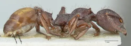 Podomyrma abdominalis - FOCOL1999