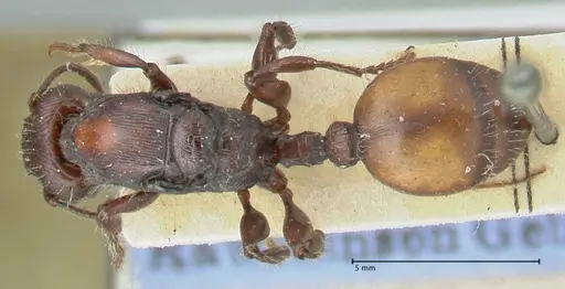 Podomyrma abdominalis - FOCOL2000