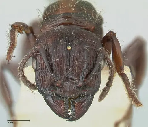 Podomyrma abdominalis - FOCOL2000