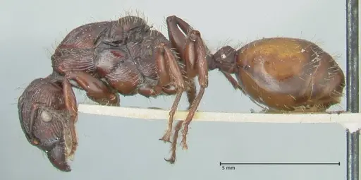 Podomyrma abdominalis - FOCOL2000