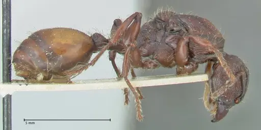 Podomyrma abdominalis - FOCOL2000