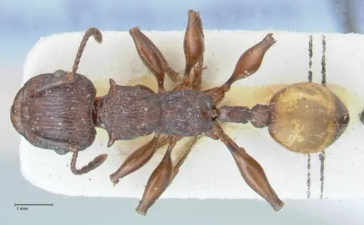 Podomyrma abdominalis - FOCOL2001