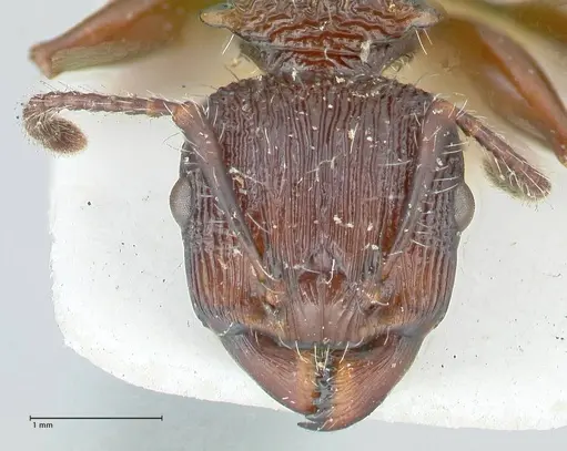 Podomyrma abdominalis - FOCOL2001