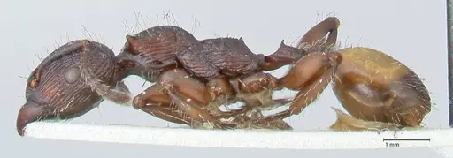 Podomyrma abdominalis - FOCOL2001