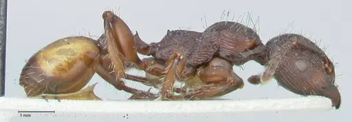 Podomyrma abdominalis - FOCOL2001