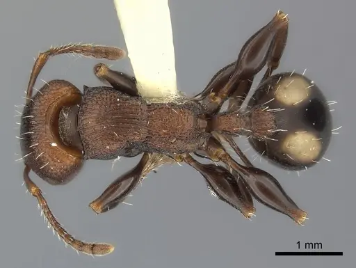 Podomyrma adelaidae specimen
