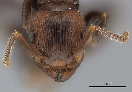 Podomyrma adelaidae specimen
