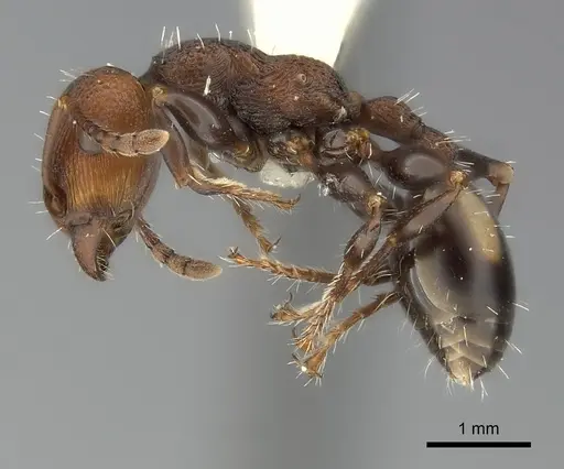 Podomyrma adelaidae specimen