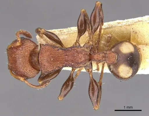 Podomyrma adelaidae - CASENT0901997