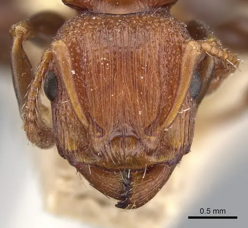 Podomyrma adelaidae - CASENT0901997